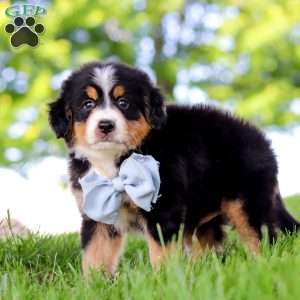 Jimminy Cricket, Mini Bernedoodle Puppy